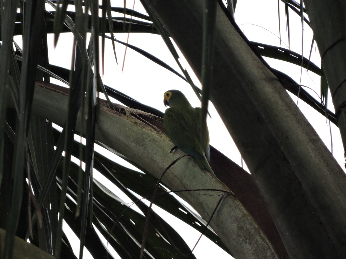Red-bellied Macaw - ML642529319