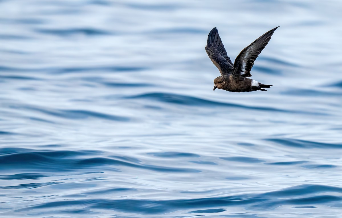 European Storm-Petrel (Mediterranean) - ML642529326
