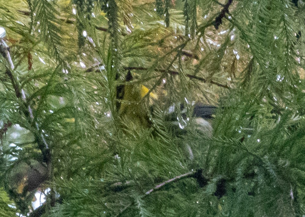 Townsend's Warbler - ML642529334