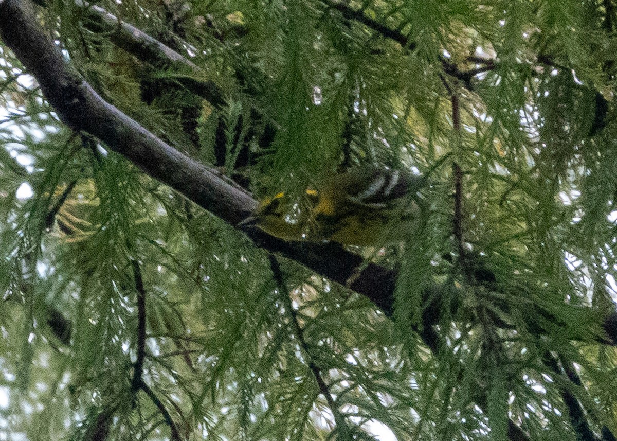 Townsend's Warbler - ML642529338