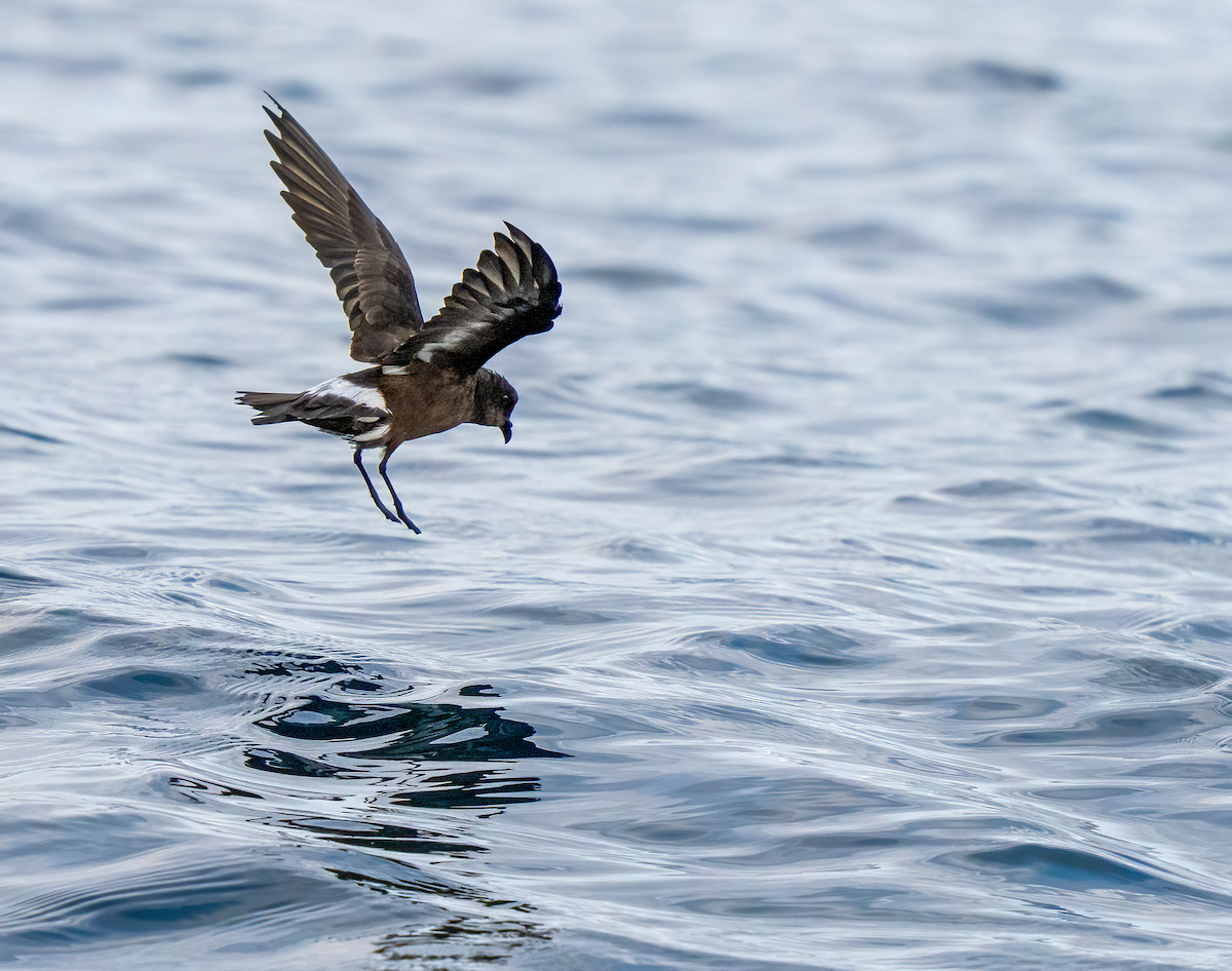 European Storm-Petrel (Mediterranean) - ML642529339