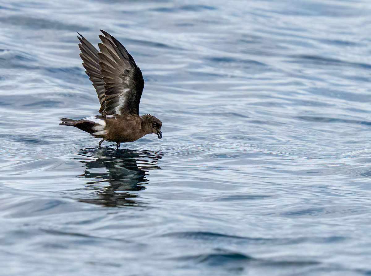 European Storm-Petrel (Mediterranean) - ML642529354