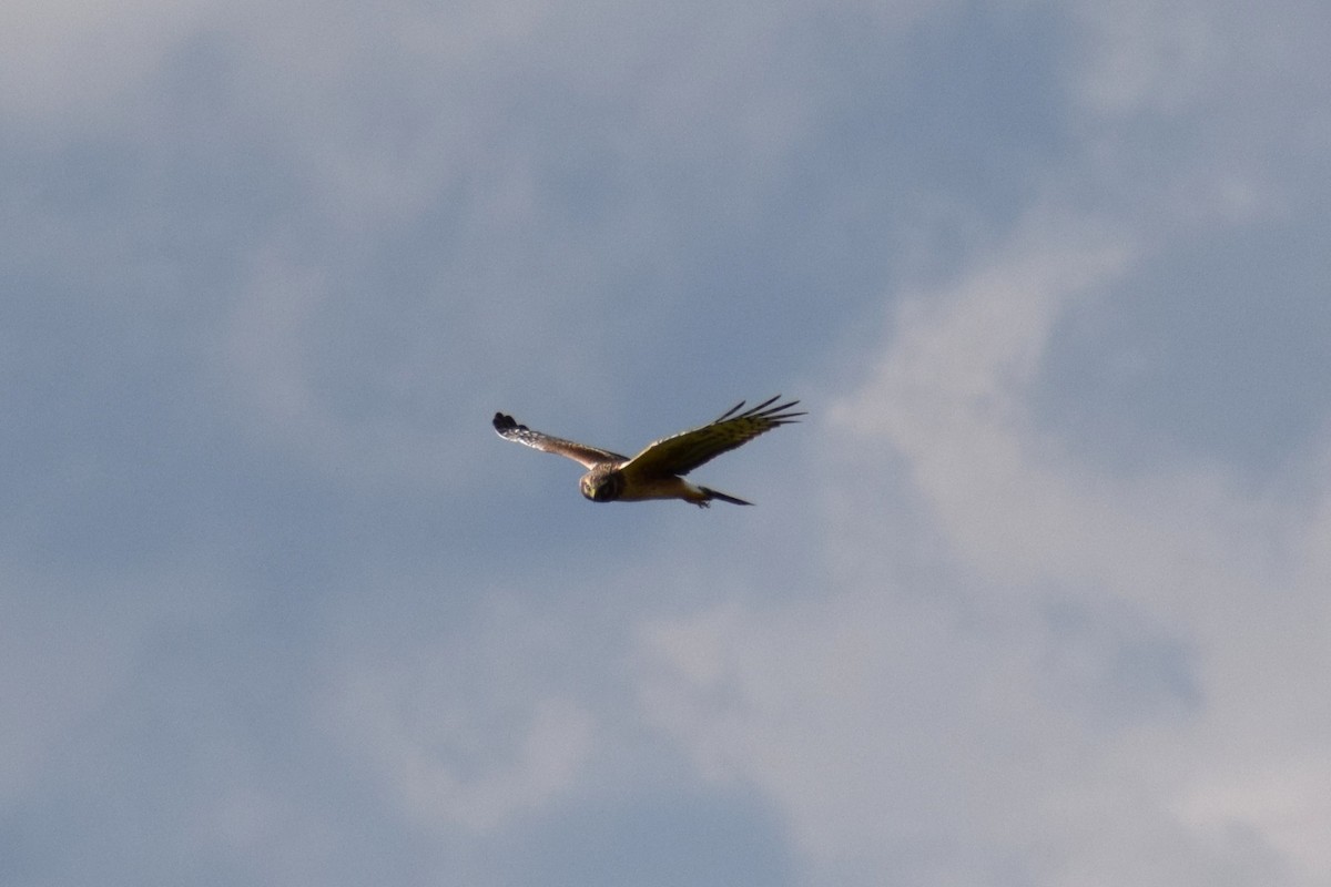Northern Harrier - ML642529383