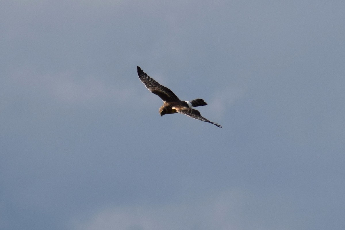 Northern Harrier - ML642529384