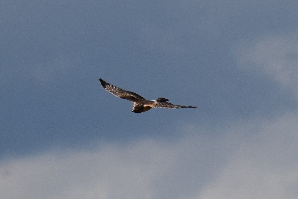 Northern Harrier - ML642529385