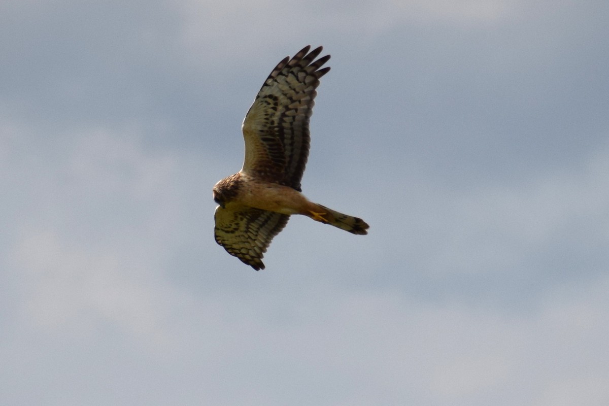 Northern Harrier - ML642529386