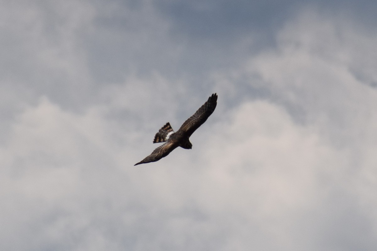 Northern Harrier - ML642529388