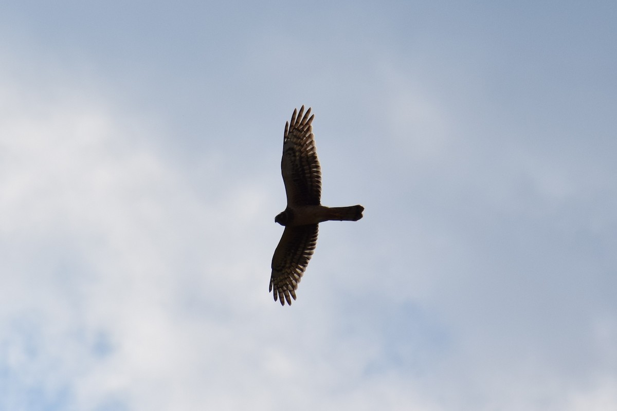Northern Harrier - ML642529389