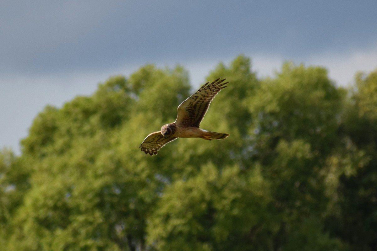 Northern Harrier - ML642529390