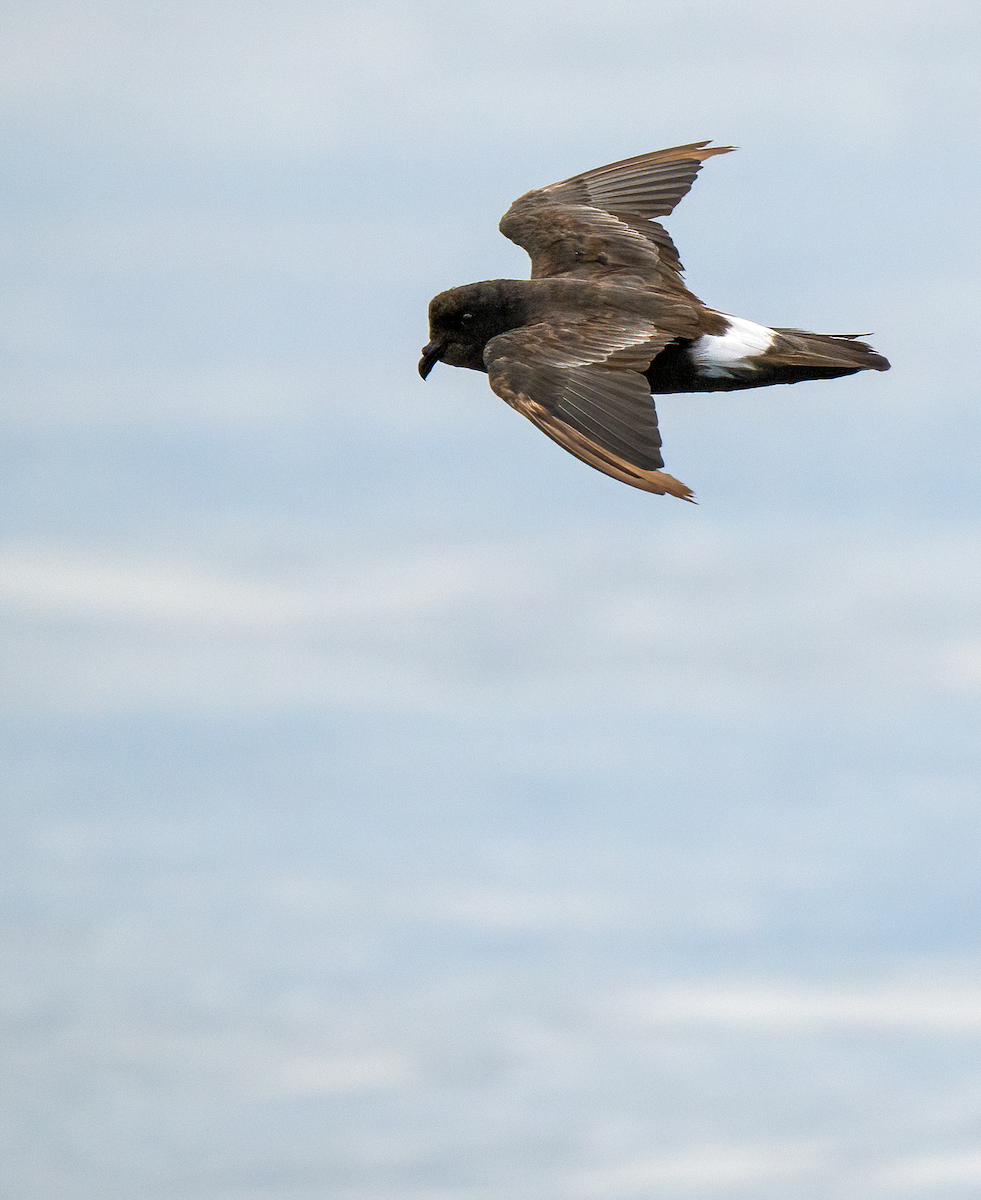European Storm-Petrel (Mediterranean) - ML642529391