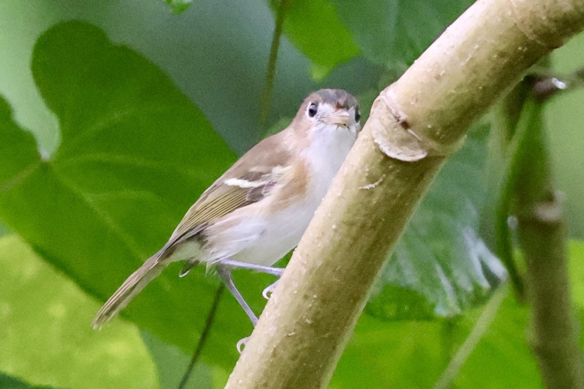 Cozumel Vireo - ML642529396