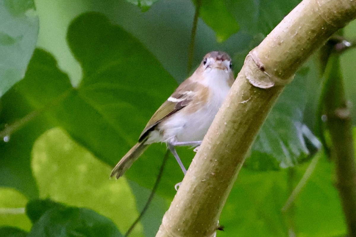 Cozumel Vireo - ML642529397