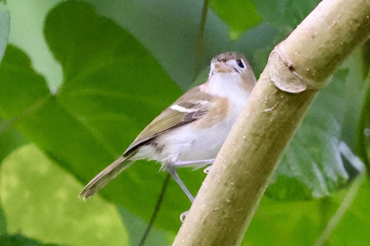 Cozumel Vireo - ML642529398