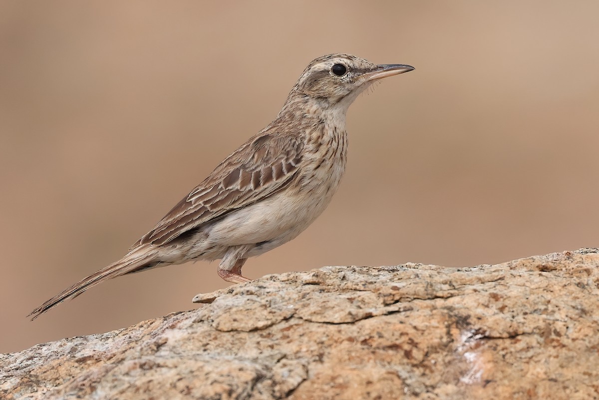 Long-billed Pipit (Socotra) - ML642529416