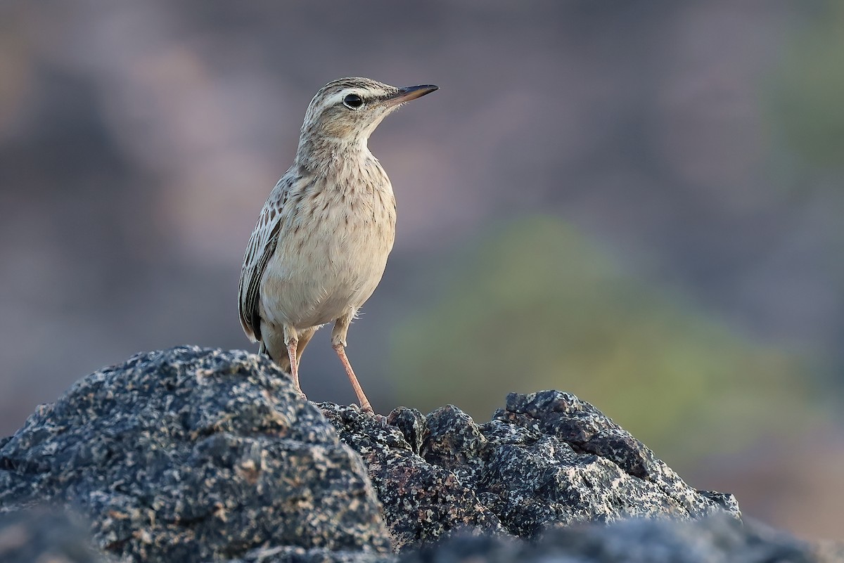 Long-billed Pipit (Socotra) - ML642529417
