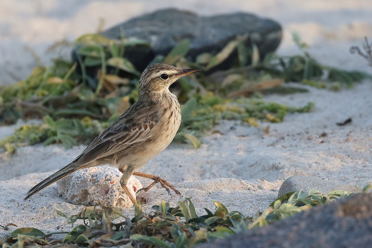 Long-billed Pipit (Socotra) - ML642529418