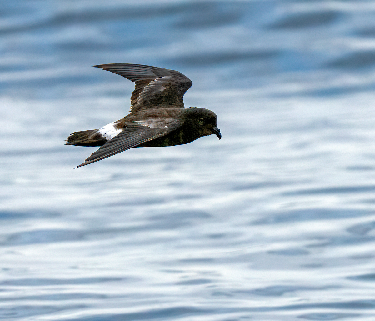 European Storm-Petrel (Mediterranean) - ML642529419