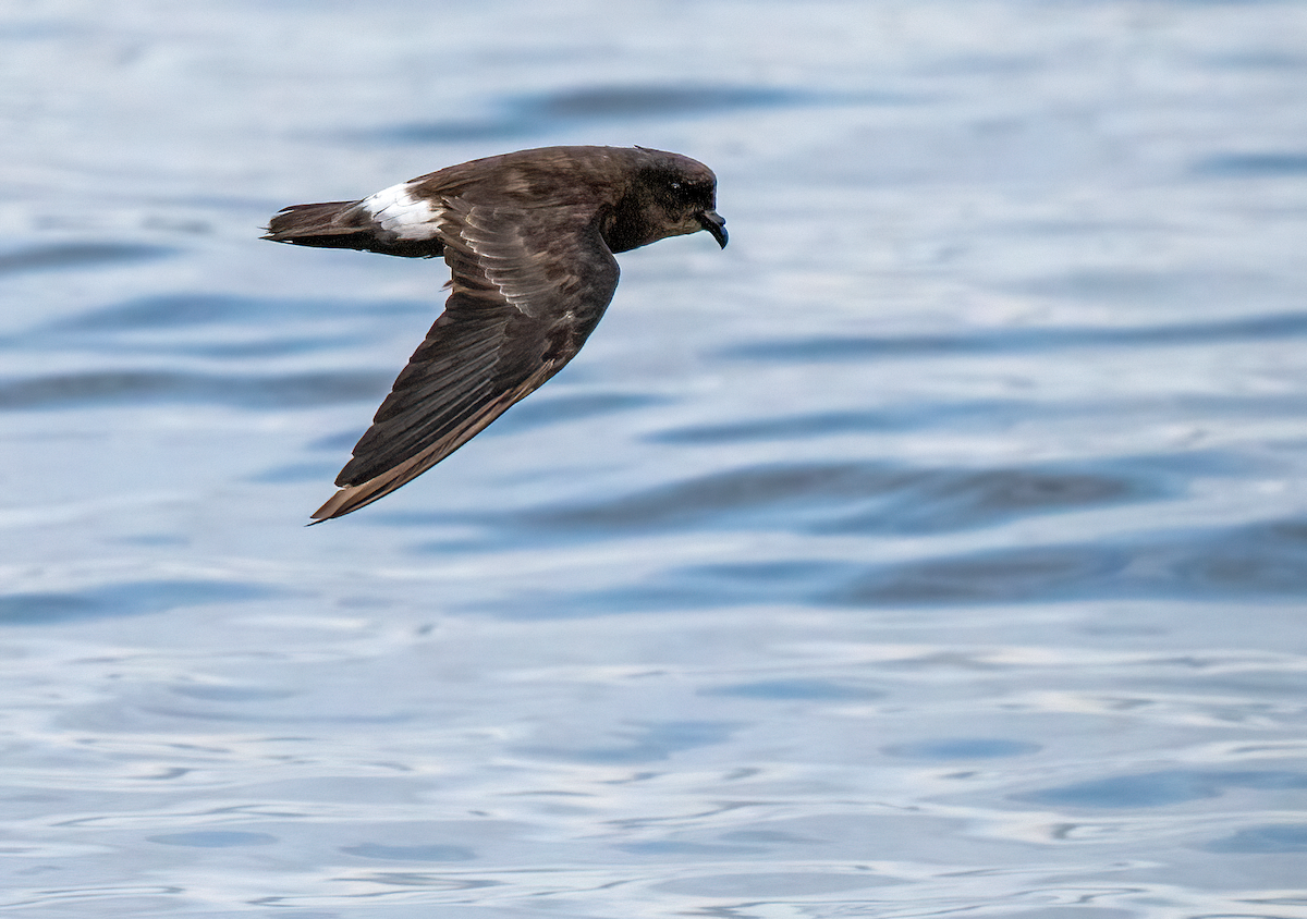 European Storm-Petrel (Mediterranean) - ML642529420