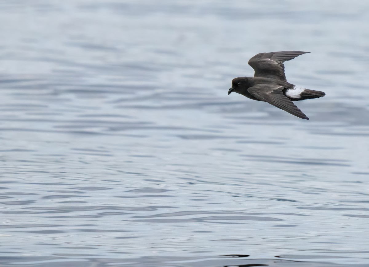 European Storm-Petrel (Mediterranean) - ML642529447
