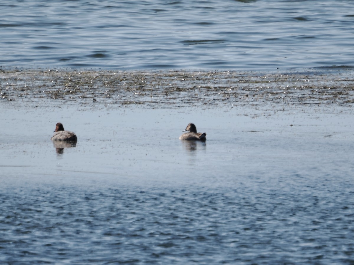 Canvasback - ML642529456