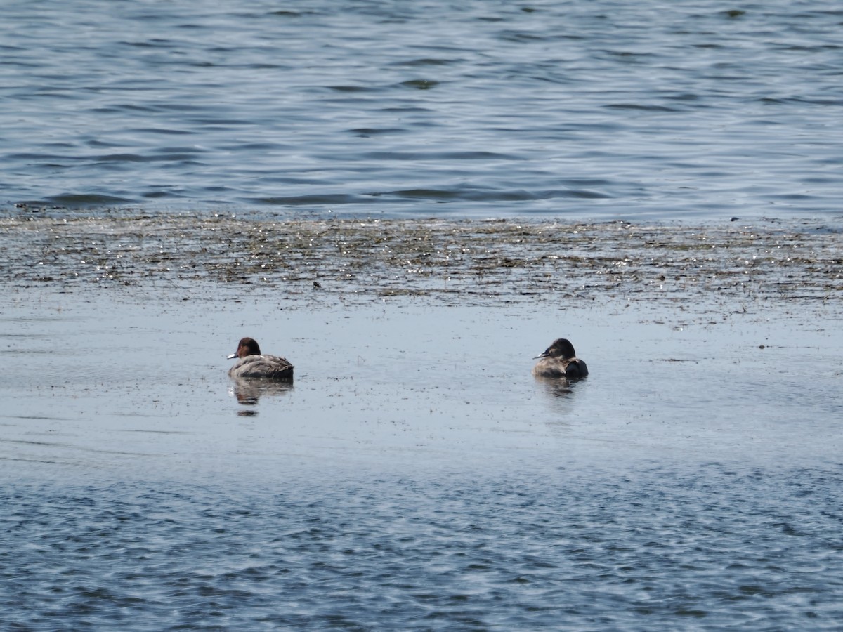 Canvasback - ML642529457