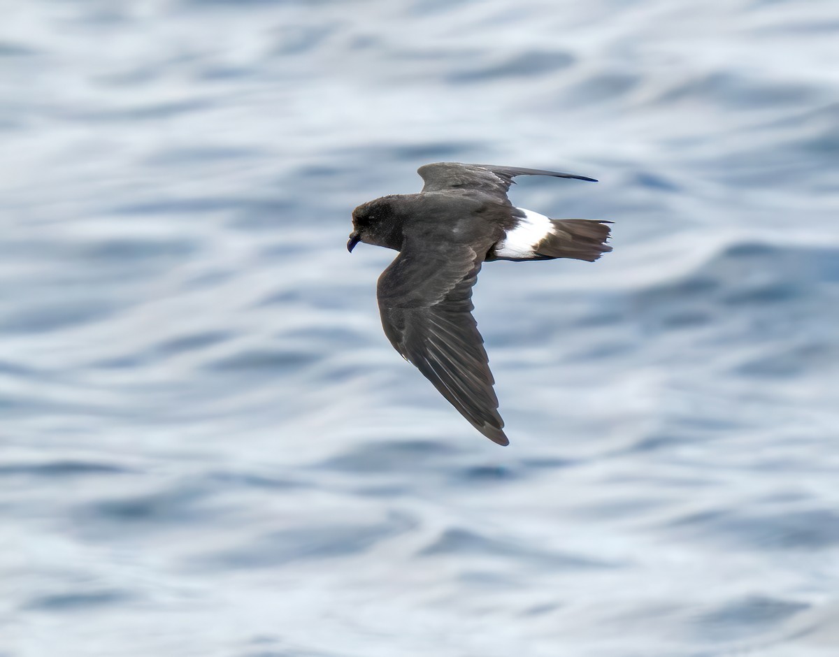 European Storm-Petrel (Mediterranean) - ML642529504