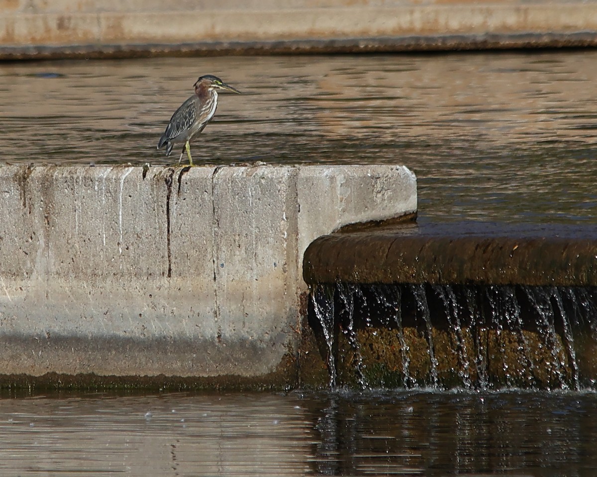 Green Heron - ML642529514