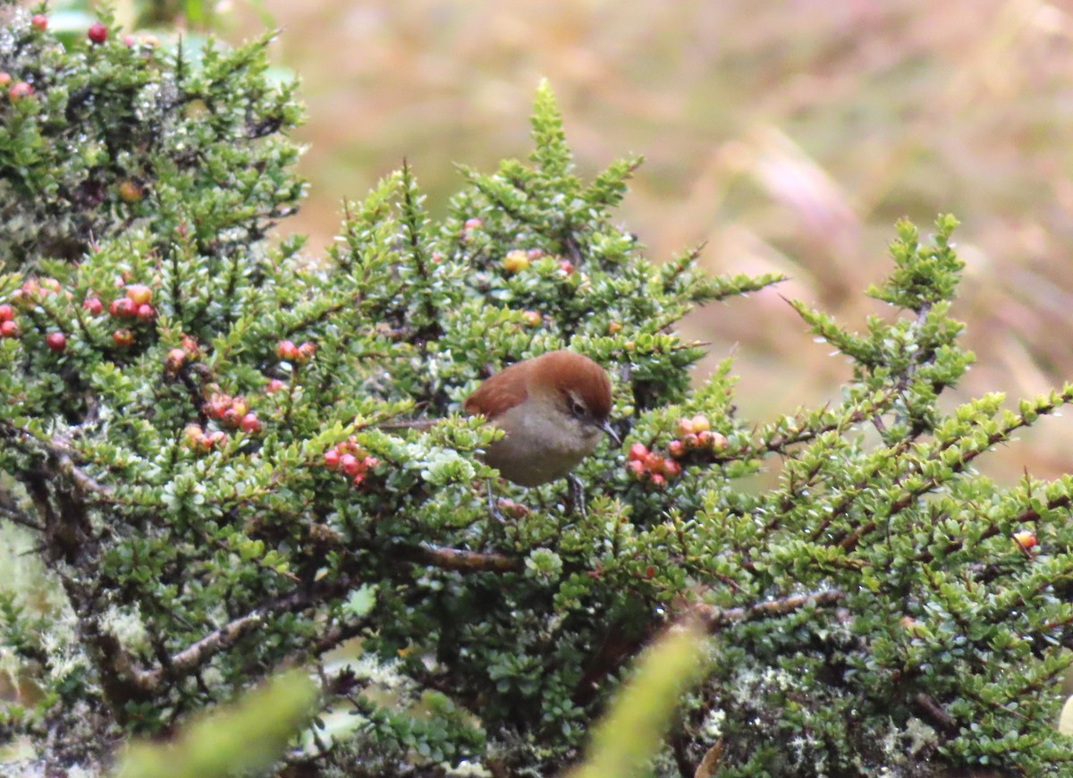 White-chinned Thistletail - ML642529528