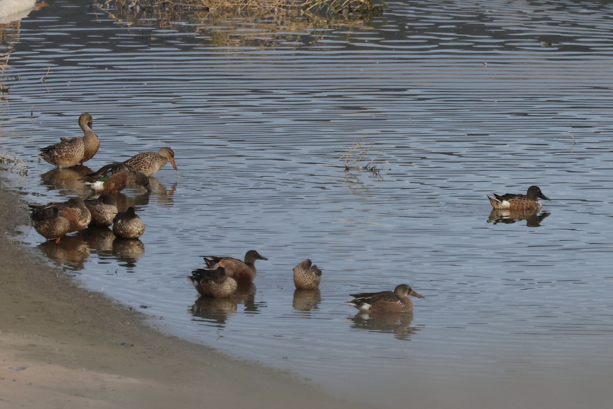 Canard souchet - ML642529531