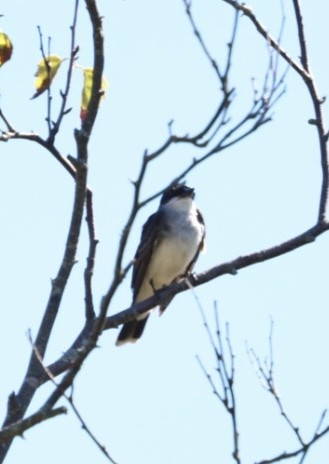 Eastern Kingbird - ML642529559