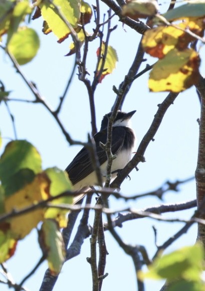 Eastern Kingbird - ML642529560