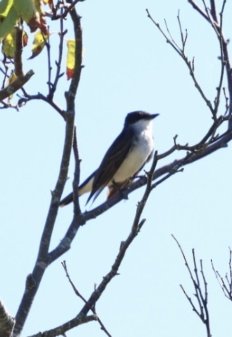 Eastern Kingbird - ML642529561