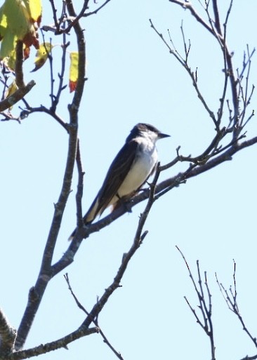 Eastern Kingbird - ML642529562