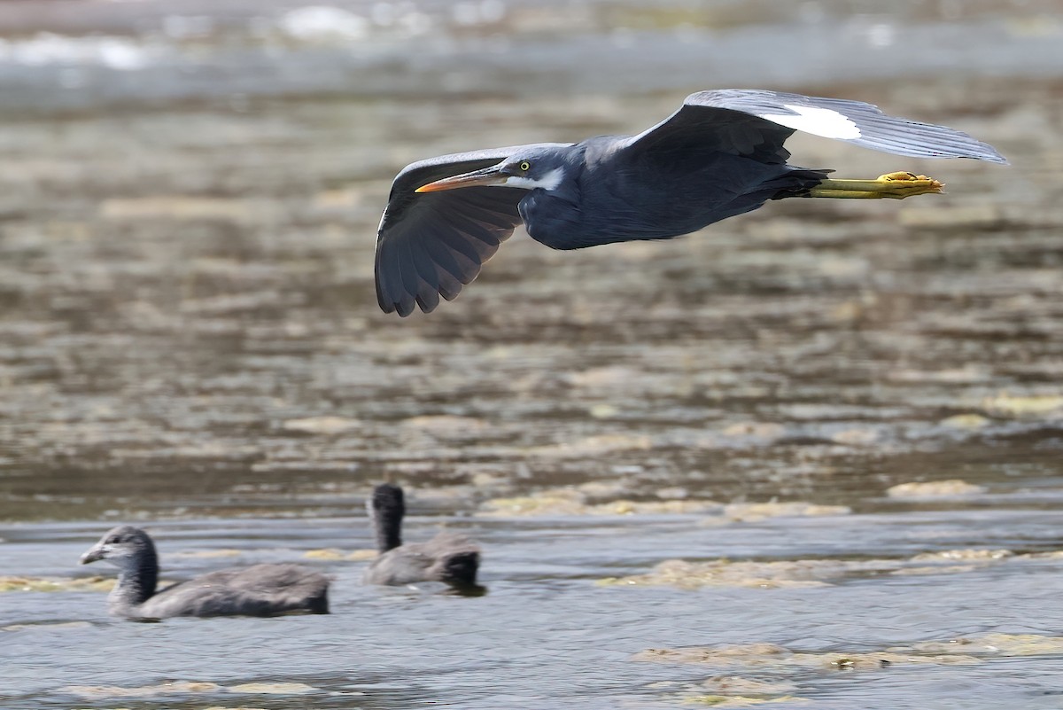 strandhegre - ML642529578