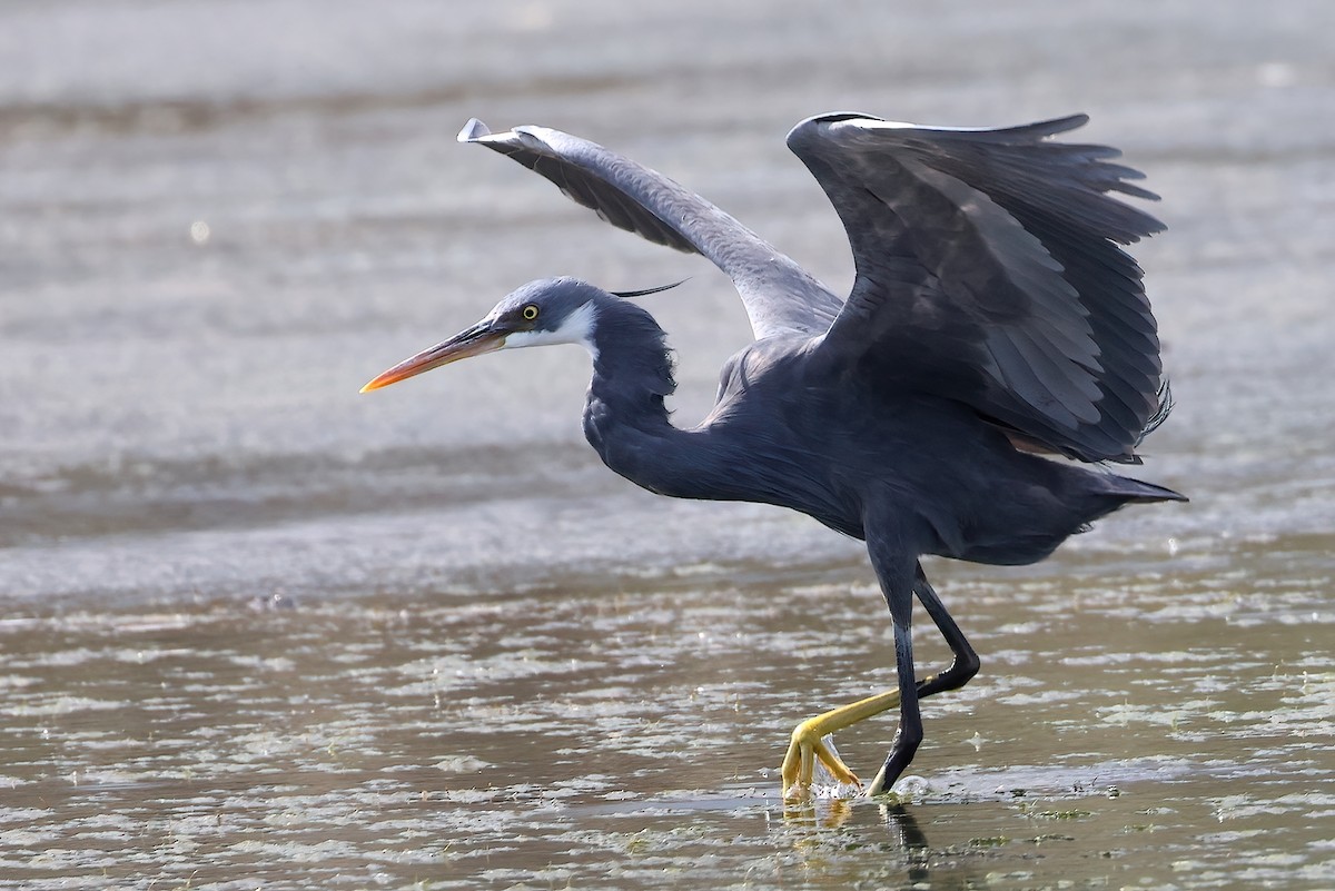 strandhegre - ML642529579