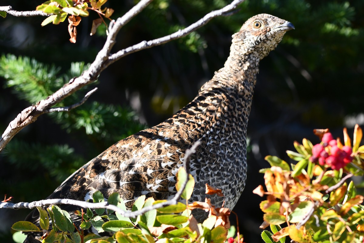 Sooty Grouse - ML642529580