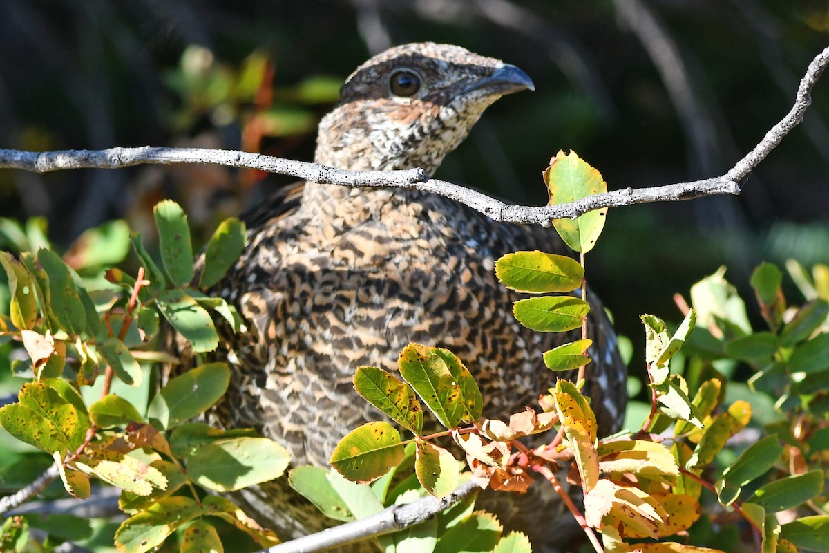 Sooty Grouse - ML642529599