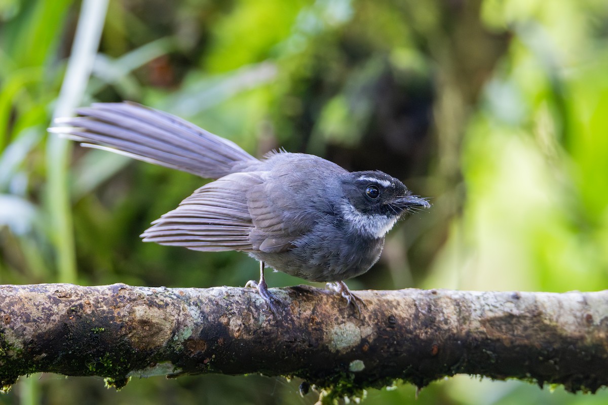 White-throated Fantail - ML642529627