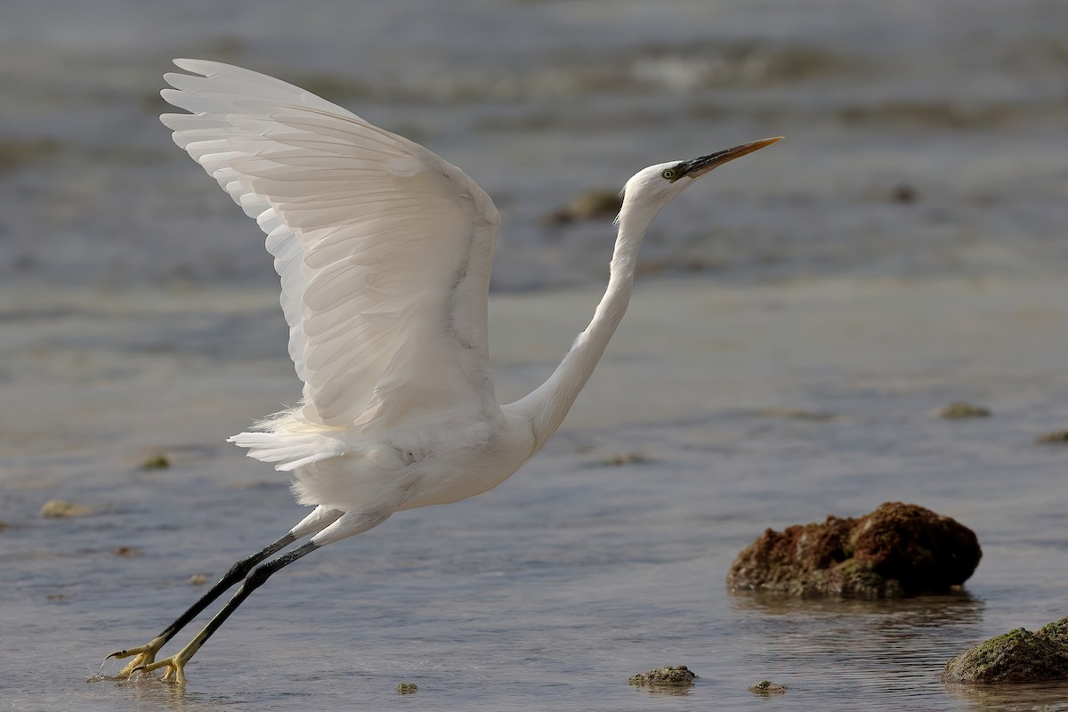 strandhegre - ML642529640