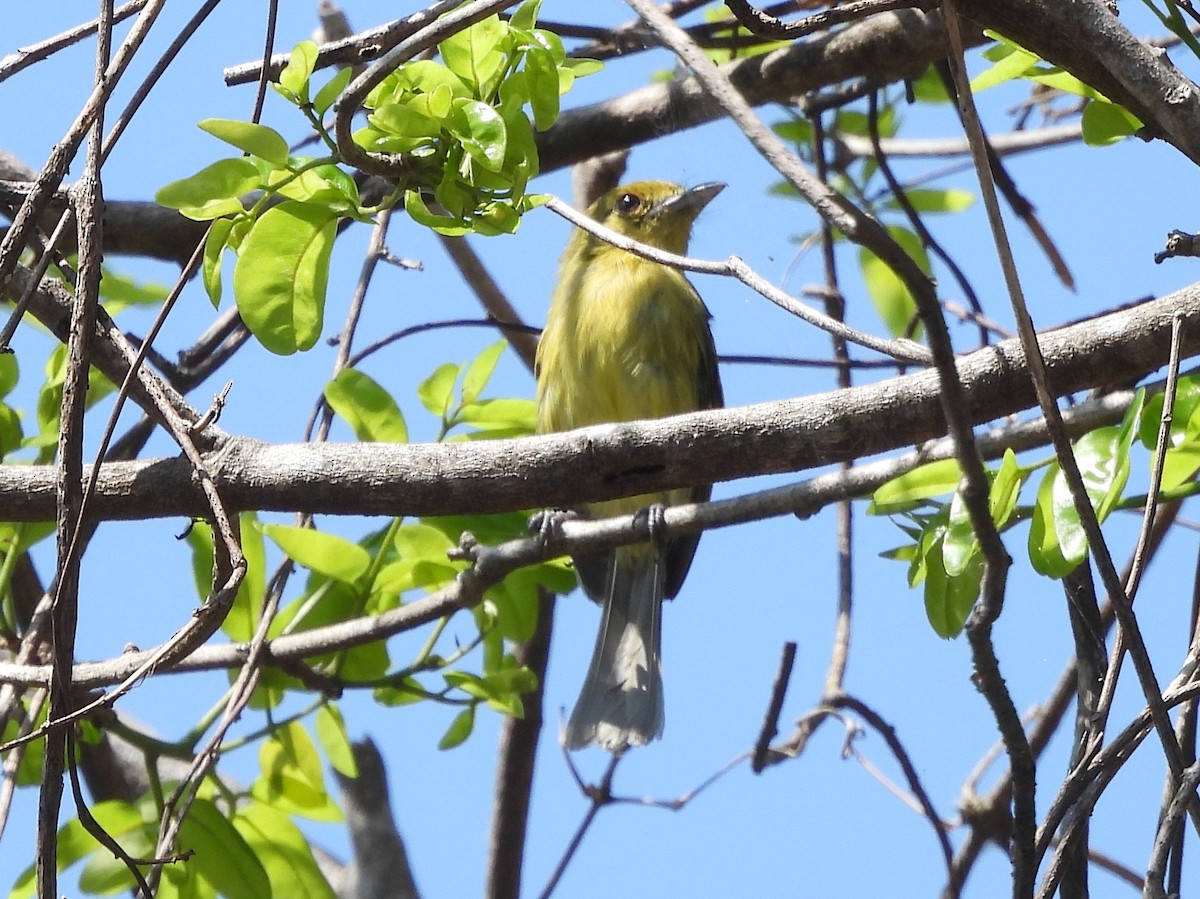 Ochre-lored Flatbill - ML642529654
