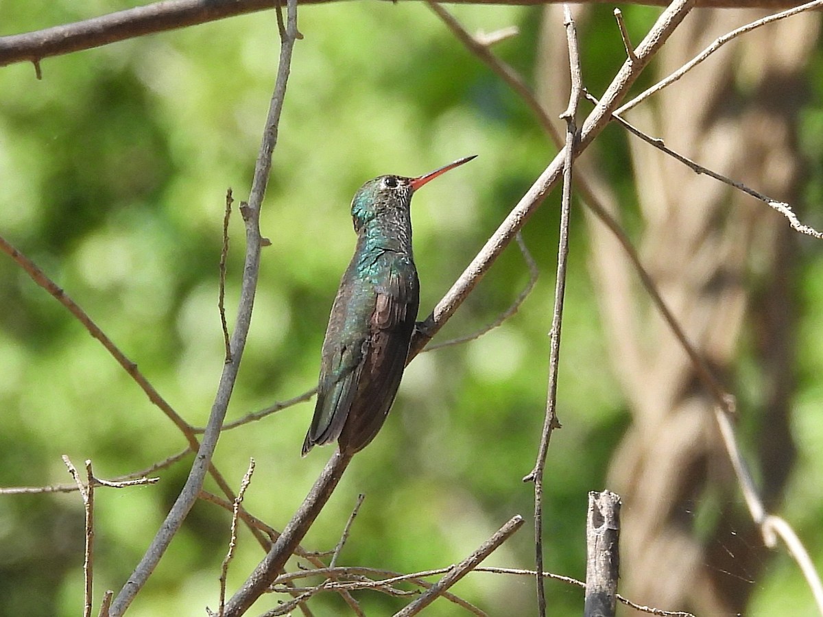 Glittering-throated Emerald - ML642529662