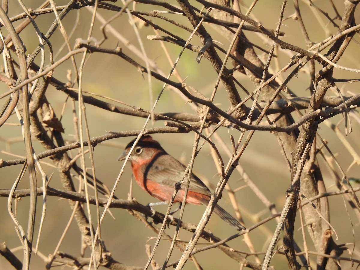Red-crested Finch - ML642529681