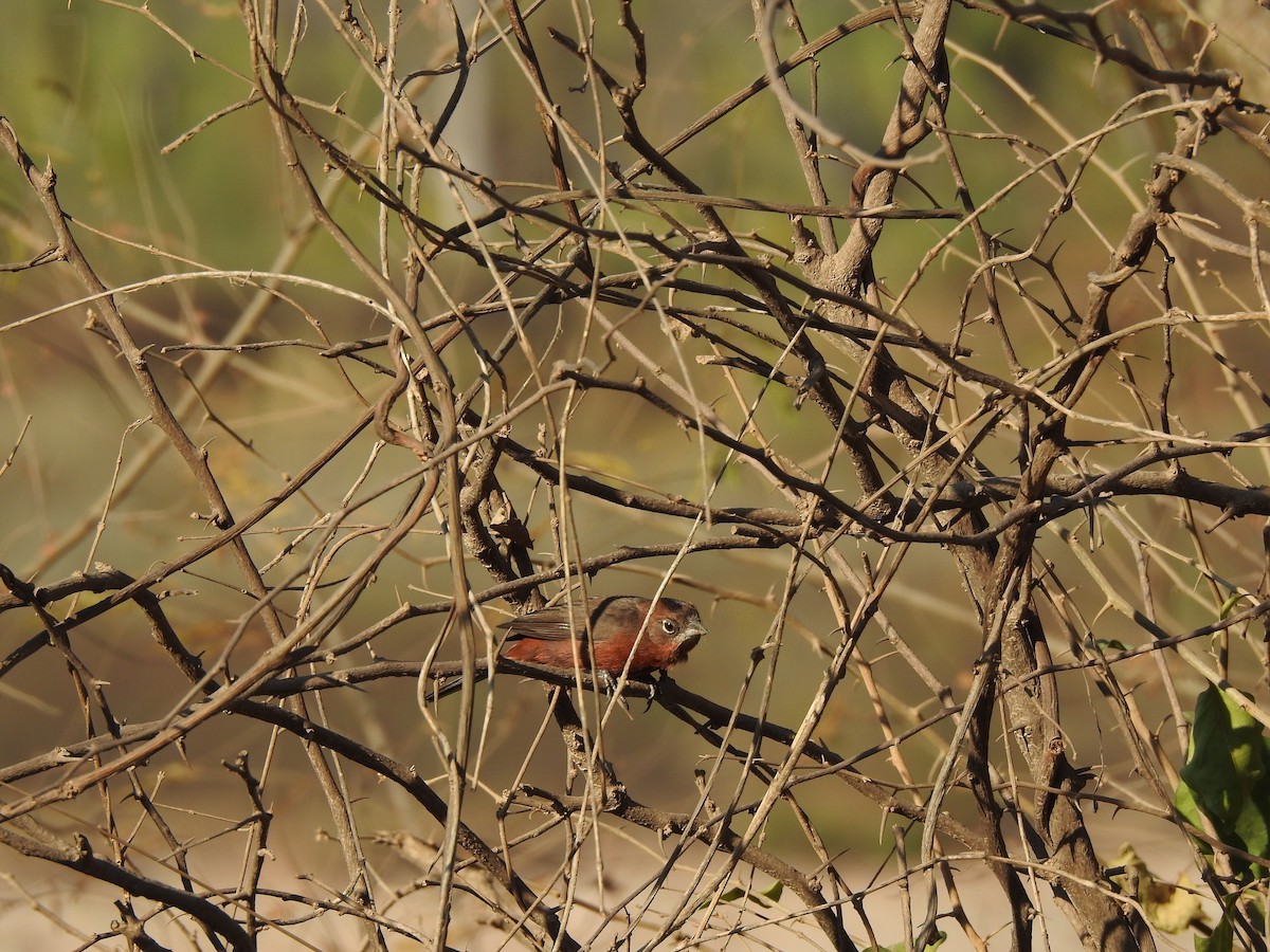 Red-crested Finch - ML642529683