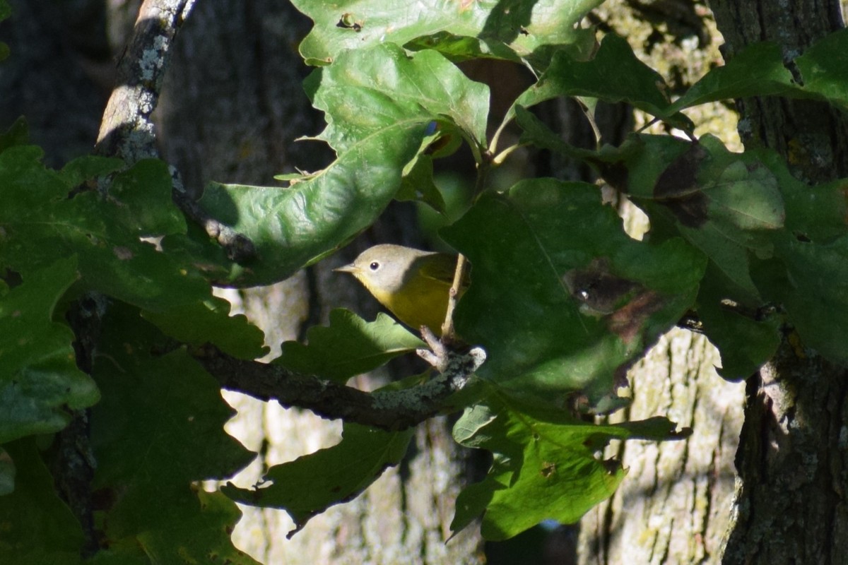 Nashville Warbler - ML642529695