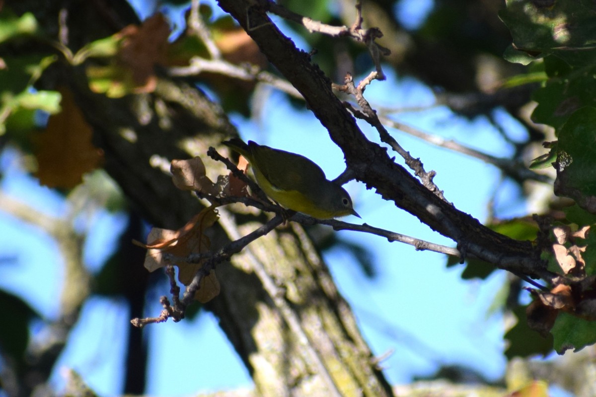 Nashville Warbler - ML642529696