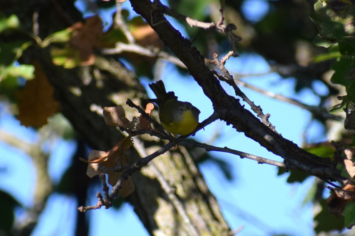 Nashville Warbler - ML642529697