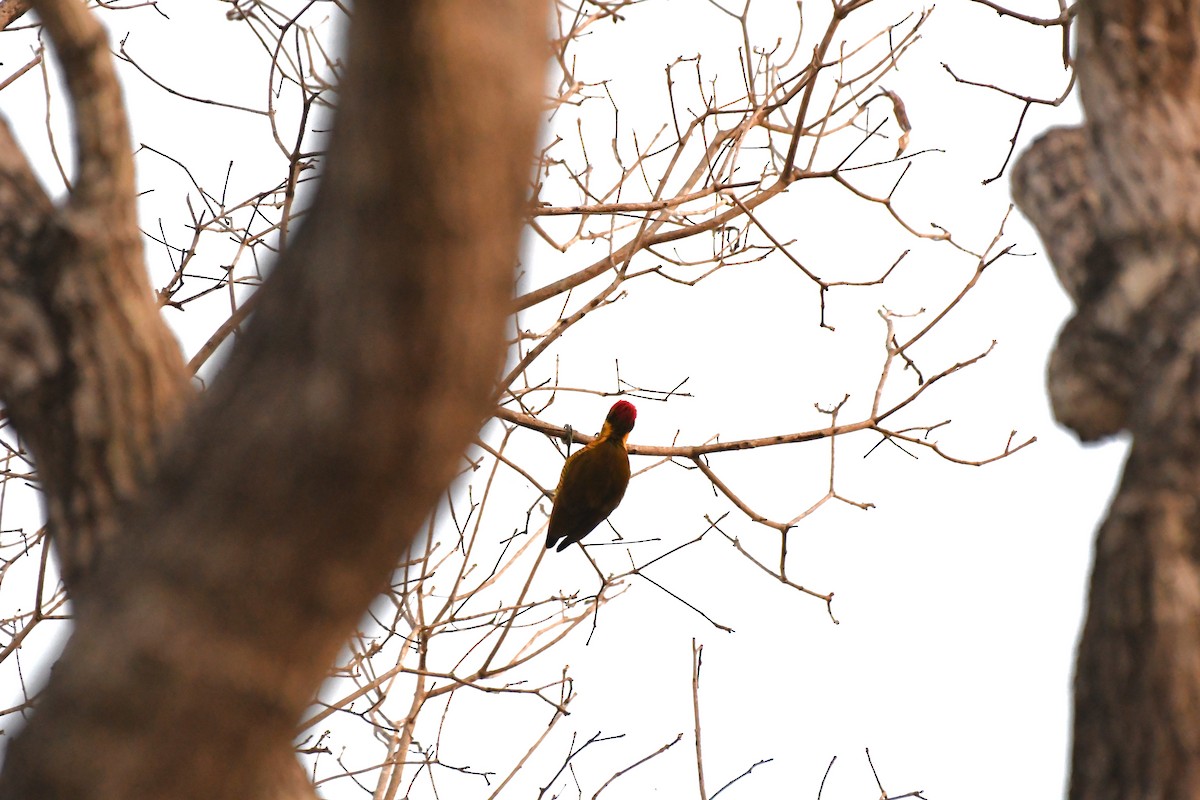 Golden-green Woodpecker - ML642529720