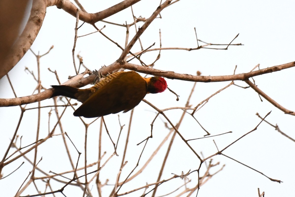 Golden-green Woodpecker - ML642529722