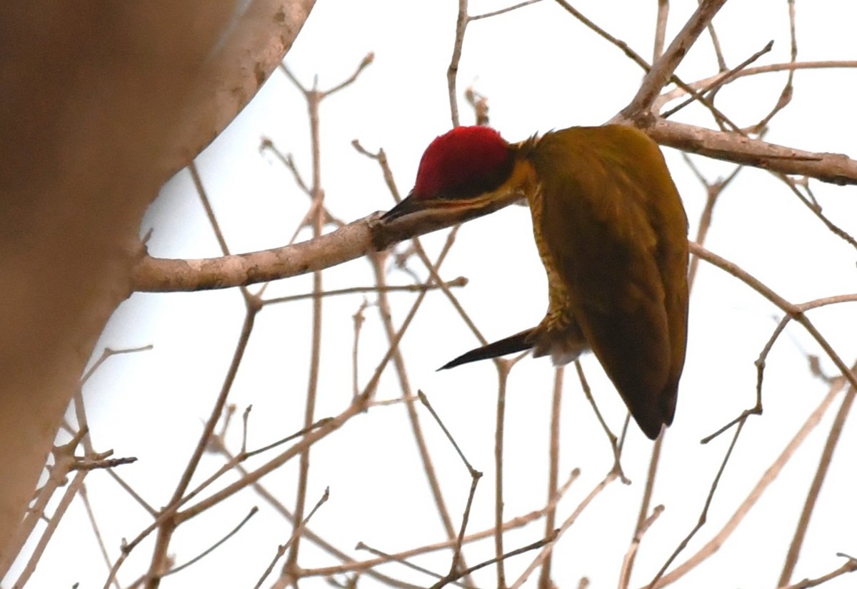 Golden-green Woodpecker - ML642529723