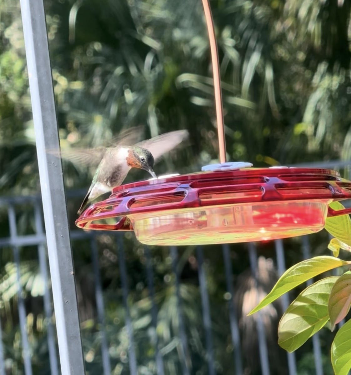 Ruby-throated Hummingbird - ML642529730